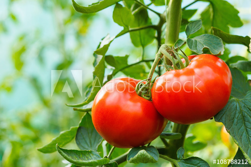 tomatoes