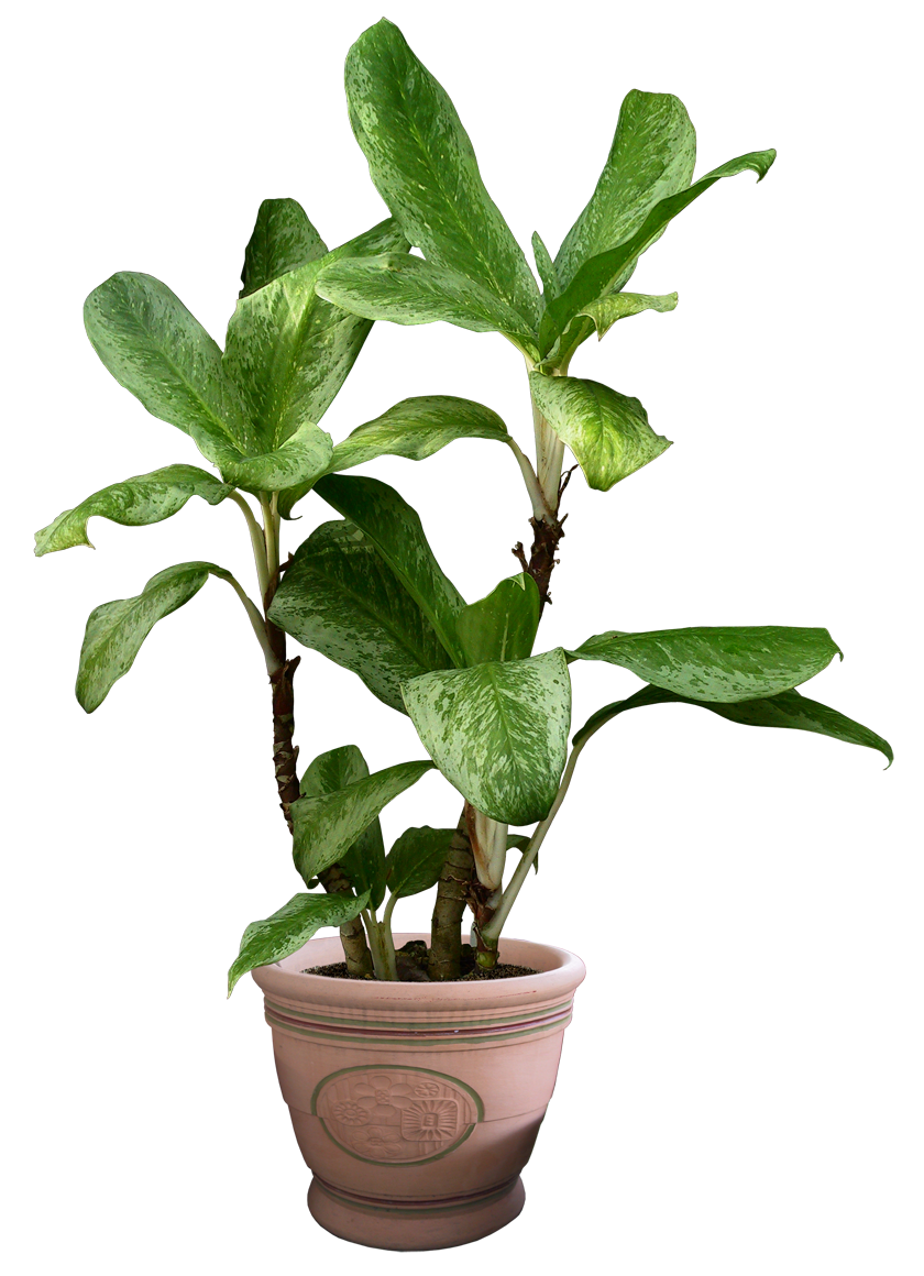 Plant